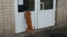 Russian Hachiko: Loyal pooch spends weeks outside hospital awaiting master’s recovery (VIDEO)