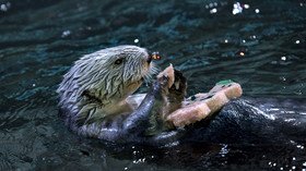 Cultural otterpriation? Aquarium apologizes for 'problematic' fat animal tweet