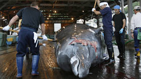 Japan to resume commercial whaling in 2019, defying decades-old intl moratorium
