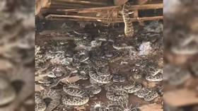 Rattled: Texas rancher stumbles upon dozens of venomous snakes (VIDEO)