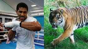 Eye of the tiger: Heavyweight boxing champ Anthony Joshua grapples with big cat in Dubai (VIDEO)