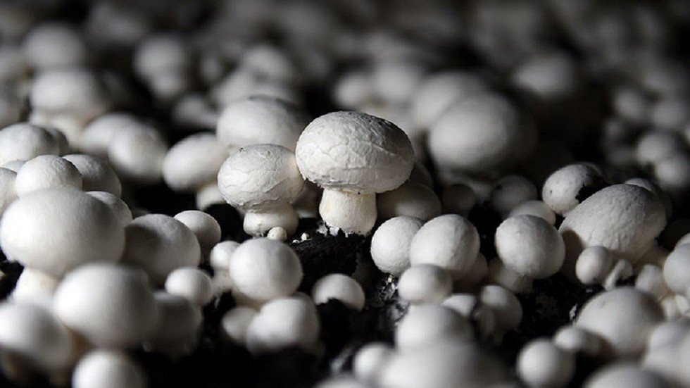 Is This The Biggest Anti Aging Discovery Ever Magic Mushrooms - voexysq