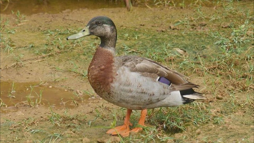 Trevor, the ‘world’s loneliest duck’, dies after being savaged by dogs ...