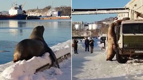 Snack attack: Enormous sea lion surveys food truck for handy meal in Kamchatka (VIDEO)