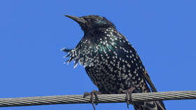 Starling stunners: Flock forms giant sky whale in mesmerizing VIDEO