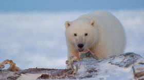 Mission to save orphaned polar bear cub in Russia’s north (PHOTOS)