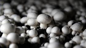 Aussie hospital to treat dying patients with ‘magic mushrooms’ in bid to tackle anxiety
