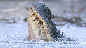 Alligators freeze in N Carolina swamp, only leaving nostrils above ice (VIDEOS)
