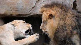 Lioness savages male companion after ill-advised ‘love bite’ wake up call (VIDEO)