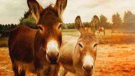 Pakistan wants to cash in on donkey exports to China