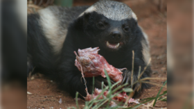 Leopard picks fight with honey badgers, immediately regrets it (VIDEO)