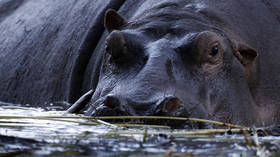 ‘People forgot the hippos’: Locals struggle to control Escobar’s strange legacy in Colombia