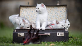No more cat ‘manicures’: Animal activists demand ban on declawing in Russia