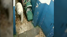 Wild invasion: Polar bear caught on CCTV walking into Russian apartment block
