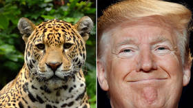 ‘Magnificent!’: Trump’s jaguar appreciation tweet gets trolled over sons’ hunting hobby