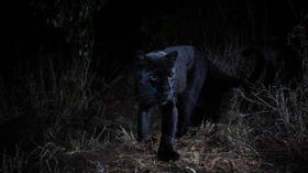 Rare PHOTOS of 'most elusive' black leopard captured in Africa