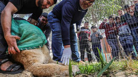 Gaza zoo declaws lion so visitors can play with it (GRAPHIC PHOTOS, VIDEO)