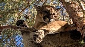 Mountain lion tranquilized & ‘rescued’ from tree in California (PHOTOS)