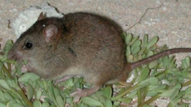 Great Barrier Reef rodent becomes 1st official ‘climate change extinction’