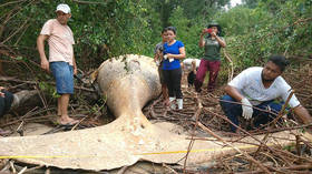 Scientists mystified after discovering dead humpback whale in Amazon (PHOTOS)
