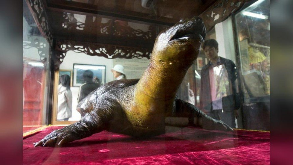 Vietnam Enshrines Embalmed Sacred Turtle In Communist-style Mausoleum 