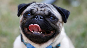 Repo pup: German city seizes pet pug and sells it on eBay to cover unpaid debts