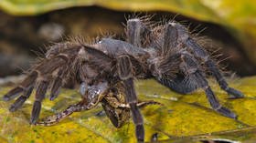 The stuff of nightmares: Giant Amazon spider caught eating opossum in DISTURBING VIDEO