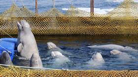 Fate of orcas & belugas from ‘whale jail’ should be decided today – Kremlin