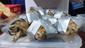 Over 1,500 live turtles found taped-up & stuffed into luggage at Philippines airport (PHOTOS)