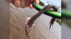 ‘Predator’s love child?’ Australian fisherman pulls freaky monstrous fish from the sea (PHOTOS)