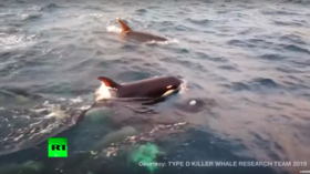 Extremely rare & ‘undescribed’ killer whale spotted in amazing breakthrough (VIDEO)