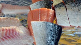 ‘Frankenfish’: US approves importation of genetically engineered salmon