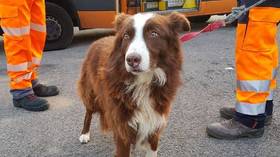 Loyal sheepdog tries to hunt down truck transporting his flock to the slaughterhouse