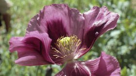 Opium poppy growth to become legal in Russia to counter possible Western sanctions