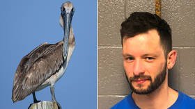 Karma! Man tackles protected pelican in viral video before being tracked down across state lines