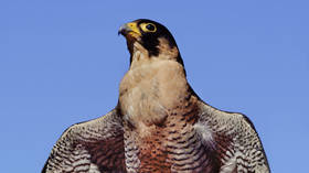 Famous falcon family returns to FM building spire in Moscow