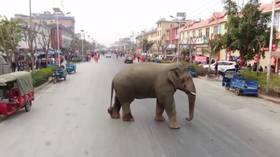 Big trouble in little China: Elephant’s stroll through city streets captured in crazy drone VIDEO