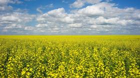 China wants Canada to ‘correct the mistakes it made earlier’ to lift canola oil ban