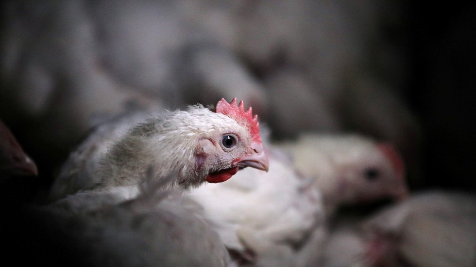 ‘We don’t want chlorinated chicken’ What Brits think of possibly