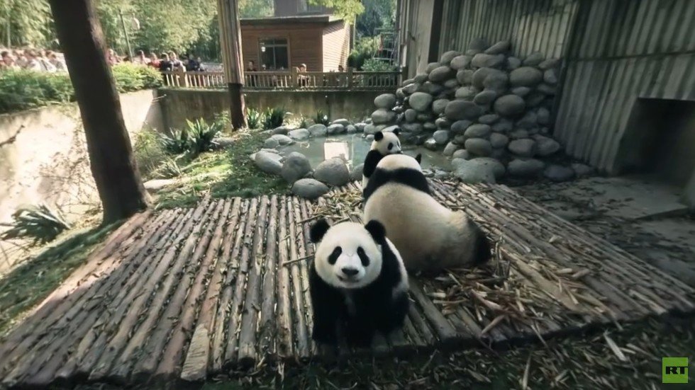 Panda With Me (360 Video) — RT Panda With Me (360 Video) — RT