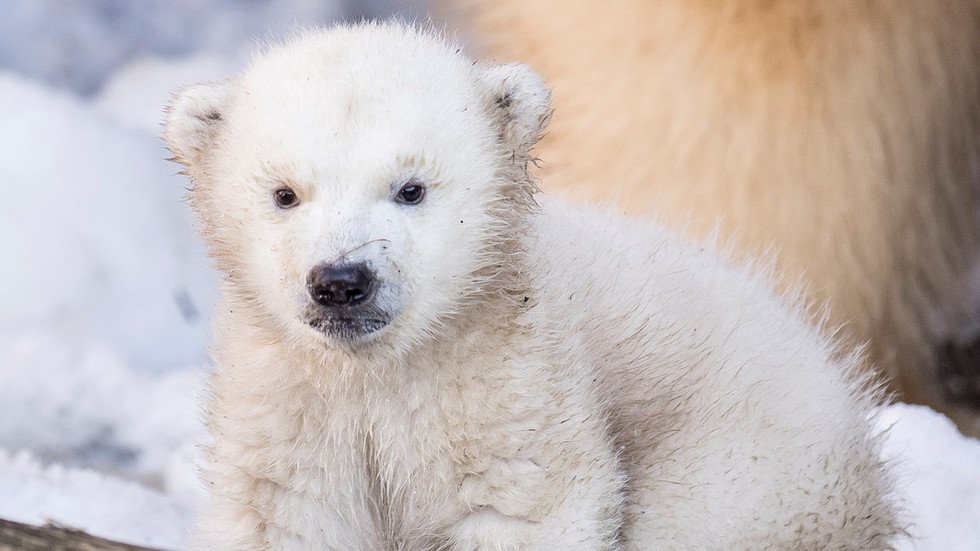 ‘I pity the bears’: Putin calls on Arctic developers to respect climate ...