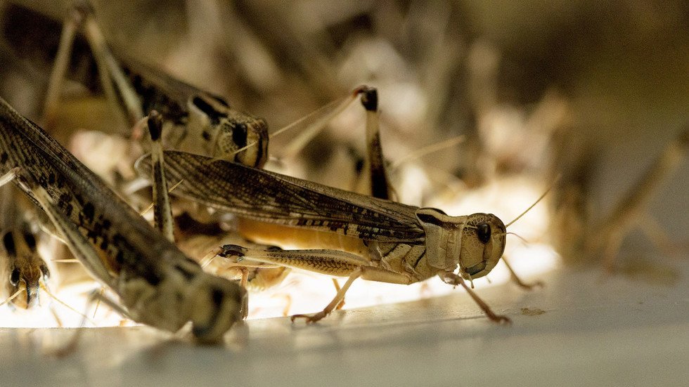 Devastation from above Swarm of locusts FILMED invading Saudi Arabian