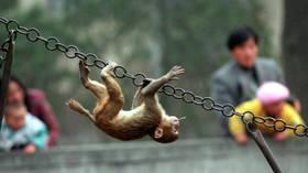 Chinese, US researchers create monkeys with human-like brain development