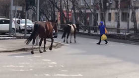 Horses escape from stable to cause havoc on streets in Russia’s Tyumen (VIDEO)