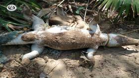 Roaring hotel music ‘KILLS’ endangered croc, reptile center snaps back