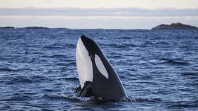 All orcas & belugas from Russian ‘whale prison’ will return to the wild – governor