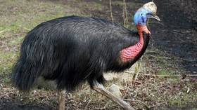Giant flightless bird RIPS its Florida owner to death with dagger-like talons