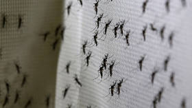 Europe at major threat of INSECT-BORNE tropical diseases, scientists warn