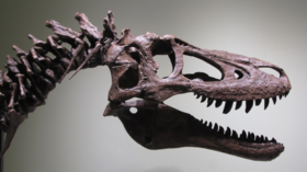 ‘Fossil hunter’ flogs baby T. rex for $2.95mn on eBay, angering scientists (PHOTO)