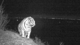 Big city lights: Rare Amur tiger enjoying night landscape caught on camera in Russia’s Far East